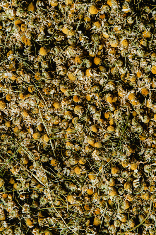 CHAMOMILE TEA - CTC Tea
